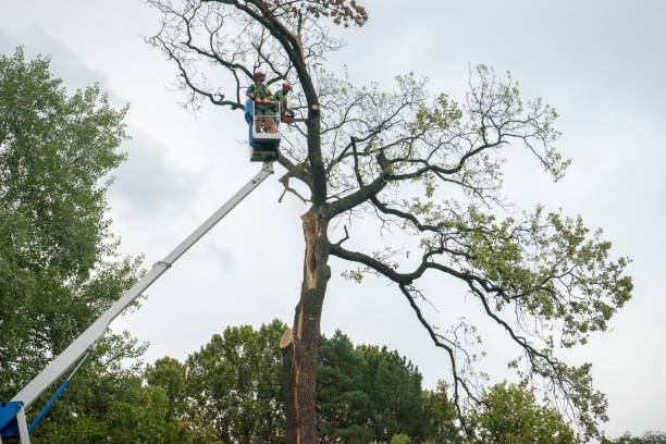 Best Commercial Tree Services  in Elkridge, MD