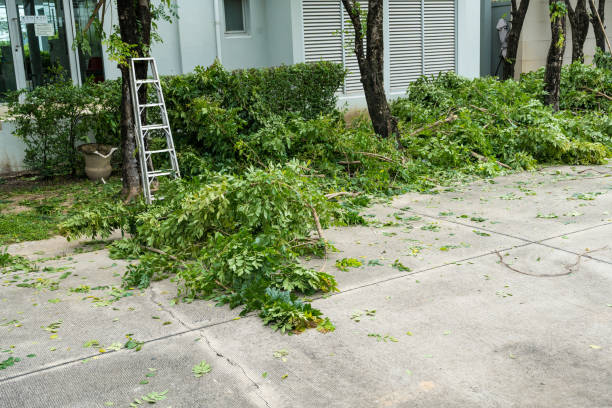 Best Tree Risk Assessment  in Elkridge, MD