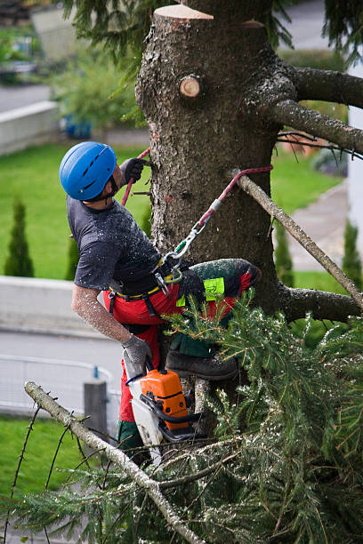 Best Arborist Consultation Services  in Elkridge, MD