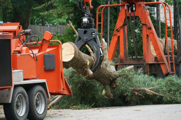 Best Hazardous Tree Removal  in Elkridge, MD