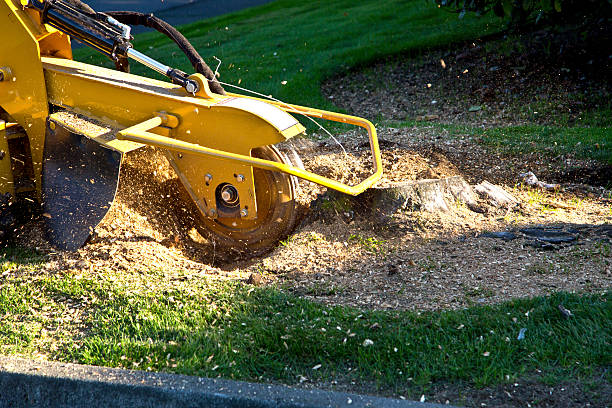 Best Firewood Processing and Delivery  in Elkridge, MD