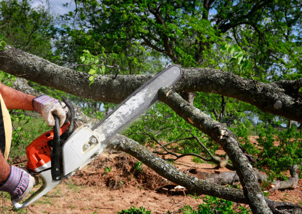 Best Aeration Services  in Elkridge, MD